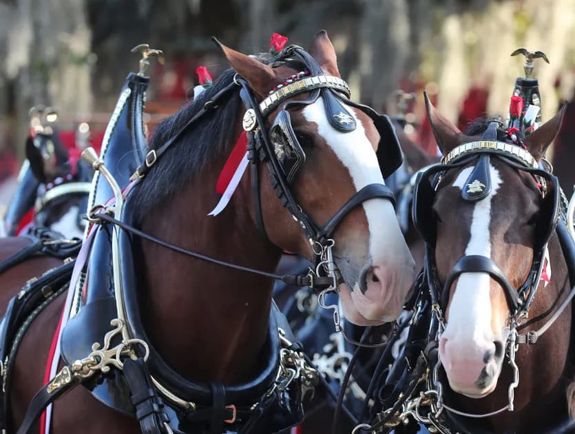 The Most Iconic Commercials in Super Bowl History